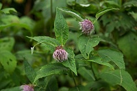 �^�e���}�A�U�~