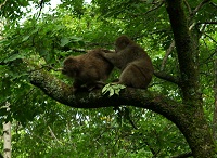 �؂̏�ɑ�R�̉������܂����B