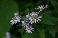 ���F�̃m�R���M�N�͂������������B