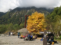 �����勴�Ɖ��t�̂P�{�̖؁A��������F�Ƃ�ǂ�ł��B