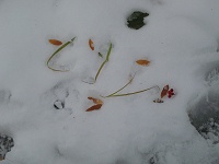 ����Ȍ|�p��i�H������ėV��ł݂���E�E�E�B