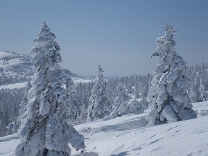 ����͍Ő����̃����X�^�[�ɉ�����ȁ`�I�I