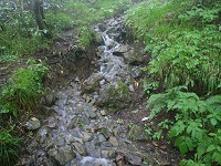 ���ɂȂ����o�R���B