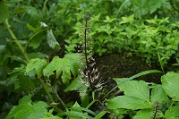 �n�N�Z���i�Y�i