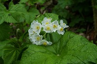 �T���J���E