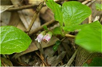 �C���c�c�W