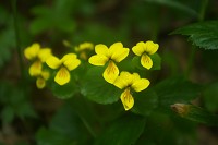 �L�o�i�m�R�}�m�c��