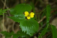 �t�M���L�X�~�������߂Č����B