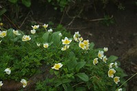 �`���O���}