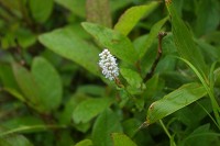 ���J�S�g���m�I