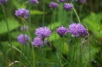 �V���E�}�A�T�c�L