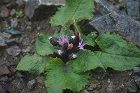 ���L�o�q�S�_�C