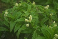 �`�V�}�q���C���^�f