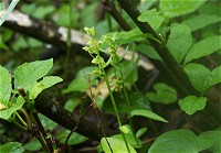 �я��ɑ�R�炢�Ă���L�\�`�h���B