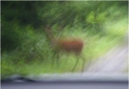 �ѓ��̓G�]�V�J���炯�E�E�E�I