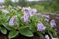 �C���u�N��