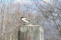 �G�T�ɏW�܂��Ă���R�K���B���Ȃ�l���ꂵ�Ă��܂��B