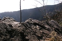 �㕔�ɂ͌͂ꂽ�P�{�̏��̖؂��V���{���I�ɗ����Ă����B