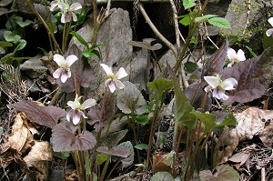 �^�J�I�X�~��