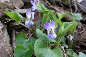 �A�I�C�X�~��