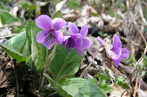 �A�J�l�X�~��