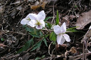 �G�C�U���X�~��