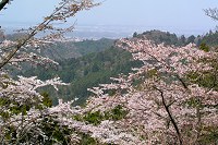 �꒚���̍��͂��ꂩ��ł��B�}�������؂�ꂽ�̂ł�����Ǝ₵�������ł�������ł�����Ȋ����ō炢�Ă܂����B