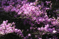 ���V�I�c�c�W�̎�������ł��B