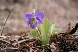 ���߂Ă݂��G�]�A�I�C�X�~��