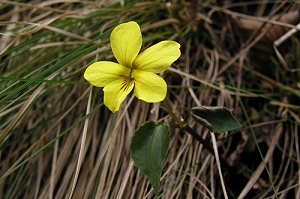 ����̃L�X�~���I�I�@�N�₩�ȉ��F�������`