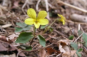 ���̎q�͂Q�����Y���Ă����B