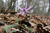 ��O�R�R���̓J�^�N���������ł��B