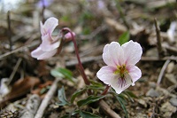 �G�C�U���X�~���͏��Ȃ��݂����E�E�E