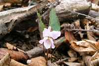 �V�n�C�X�~�����ۂ��q�i�X�~���B�t�������Ă܂��B