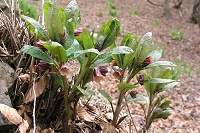 �ғł̃n�V���h�R���������ς��I