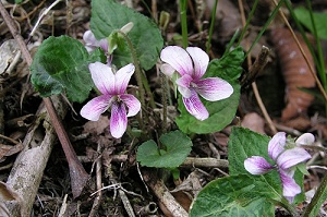 �N�₩�ȐF�̃q�J�Q�X�~���B