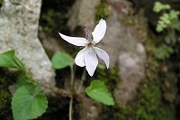 �����Ȃ育�Ζʂ̃I�g���^�`�c�{�X�~��