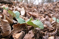 �u�i�̉肩�ȁH�@��R�o�Ă��܂����B