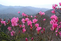 �R���ɂ����A�J���V�I�c�c�W