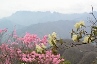 �c�c�W�̌������ɗ��_�R�B