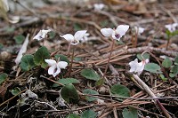 �~���}�t���g�X�~���͂�����Ƃ���ɍ炢�Ă܂����B