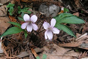 �t���P�t�̃q�g�c�o�G�]�X�~���B