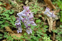 ���}�G���S�T�N�B