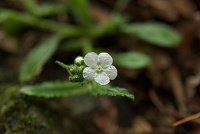 ���Ԃ̃��}�����\�E�B