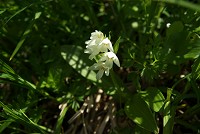 �����ɂ��炭�A�I�m�G����