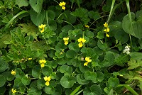 �L�o�i�m�R�}�m�c��