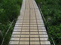 �ꕔ�̖ؓ��ɂ͊i�q��ɐ؂�ڂ��������B