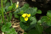 �����Ȃ�^�J�l�X�~���Ƃ��ΖʁI�I�I�I