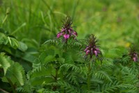 ���c�o�V�I�K�}�B