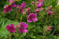 �G�]�c�c�W�͑N�₩�ł悭�ڗ��B